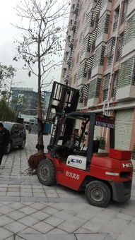 一站式解決您的工業需求 觀瀾專業叉車吊車出租與新田叉車出租服務全解析